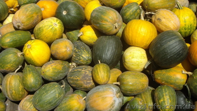 Продам, Куплю Тыкву, Гарбуз. опт, розница. обл.Киевская, урожай 2011 - <ro>Изображение</ro><ru>Изображение</ru> #2, <ru>Объявление</ru> #394900