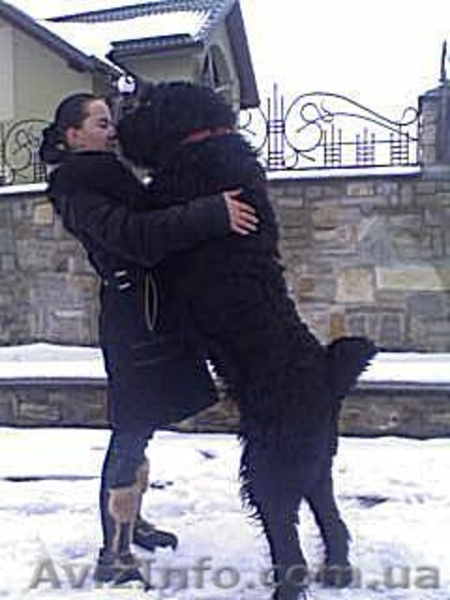 Щенки черного терьера, кобели для вязок - <ro>Изображение</ro><ru>Изображение</ru> #8, <ru>Объявление</ru> #394030