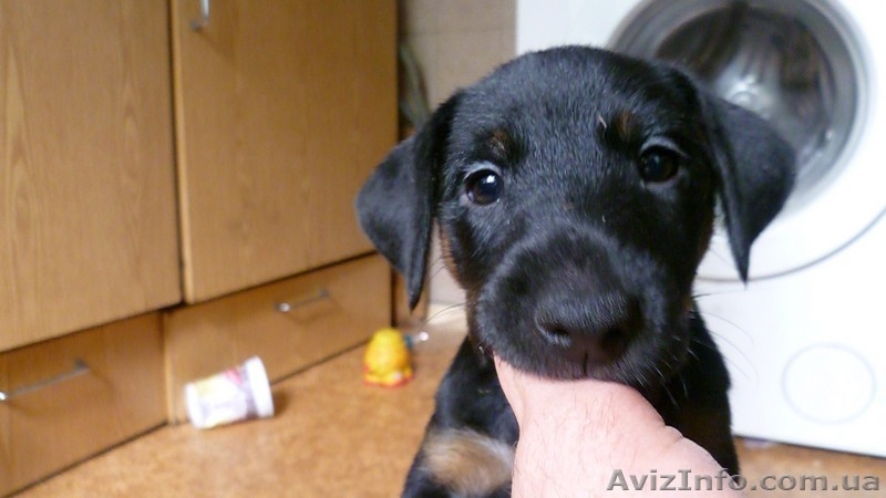 Щенки ягдтерьера - <ro>Изображение</ro><ru>Изображение</ru> #4, <ru>Объявление</ru> #371131