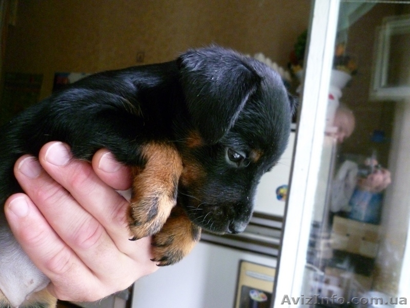 Щенки ягдтерьера - <ro>Изображение</ro><ru>Изображение</ru> #3, <ru>Объявление</ru> #371131