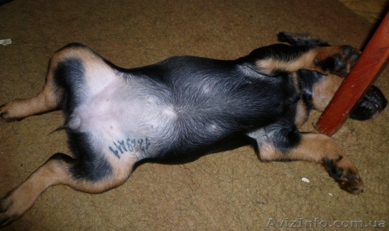 Щенки ягдтерьера - <ro>Изображение</ro><ru>Изображение</ru> #5, <ru>Объявление</ru> #371131