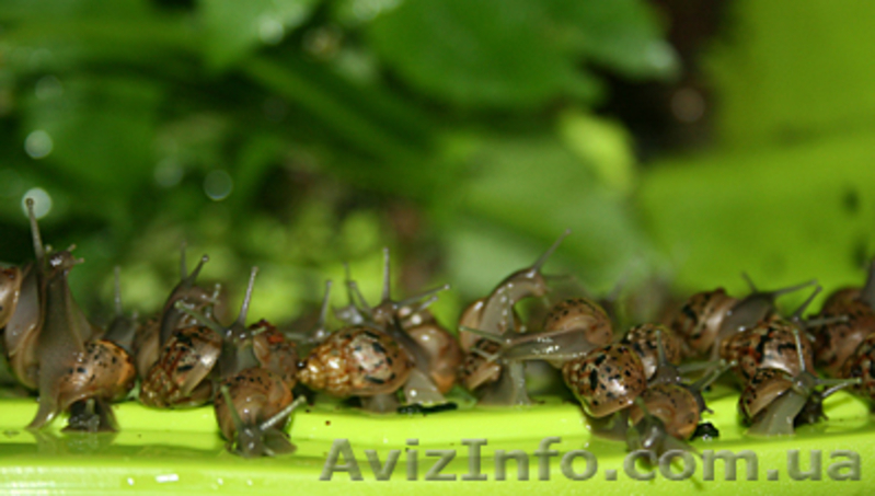 Гигантские улитки Ахатина Фулика - <ro>Изображение</ro><ru>Изображение</ru> #3, <ru>Объявление</ru> #383870