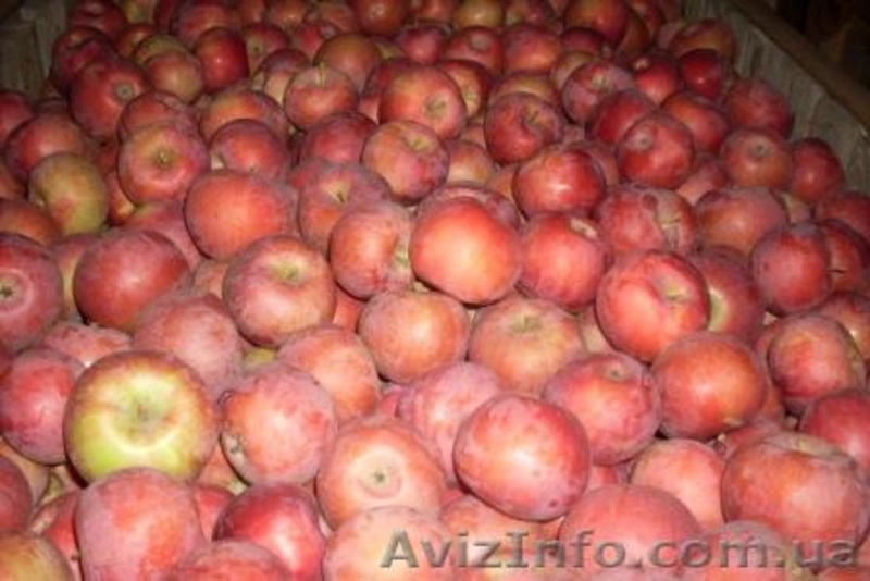 Яблоко, столовый виноград Молдова  - <ro>Изображение</ro><ru>Изображение</ru> #3, <ru>Объявление</ru> #377059
