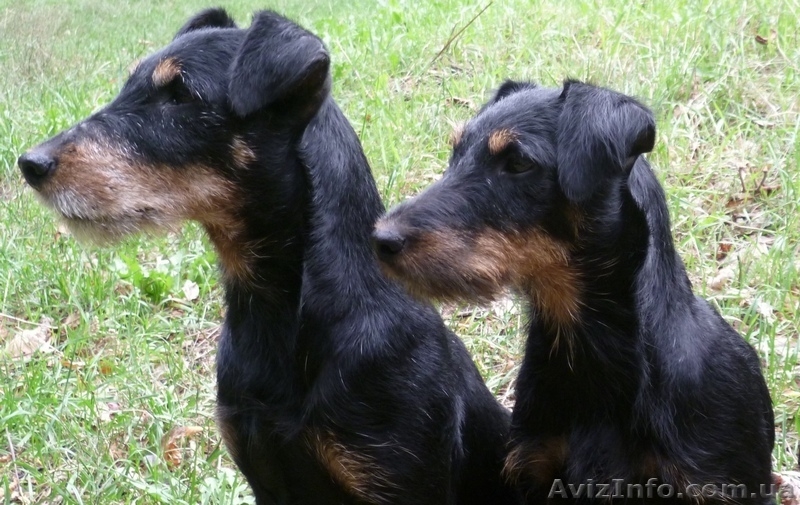 Щенки ягдтерьера - <ro>Изображение</ro><ru>Изображение</ru> #8, <ru>Объявление</ru> #371131
