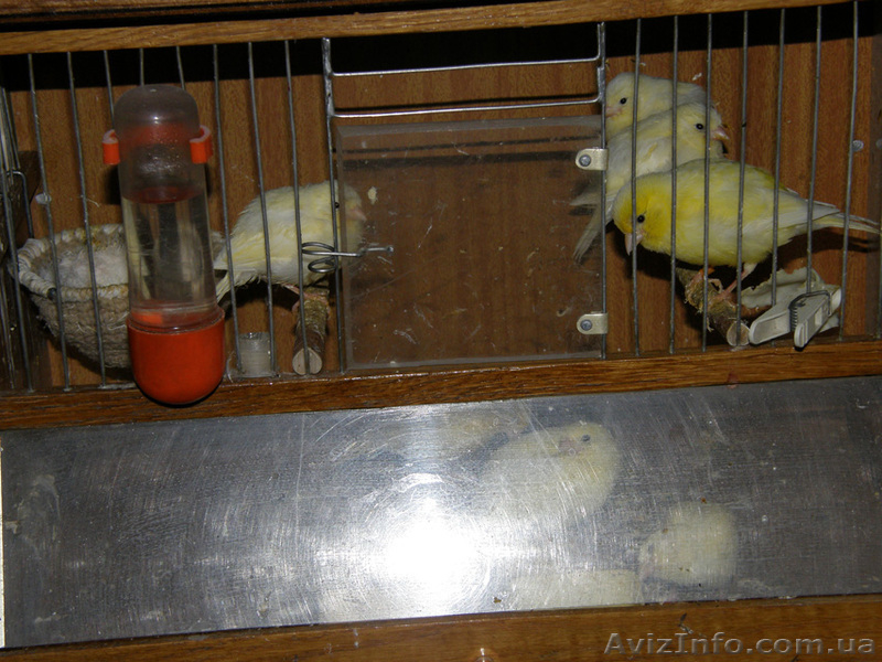 Продам певчих канареек - <ro>Изображение</ro><ru>Изображение</ru> #3, <ru>Объявление</ru> #392125