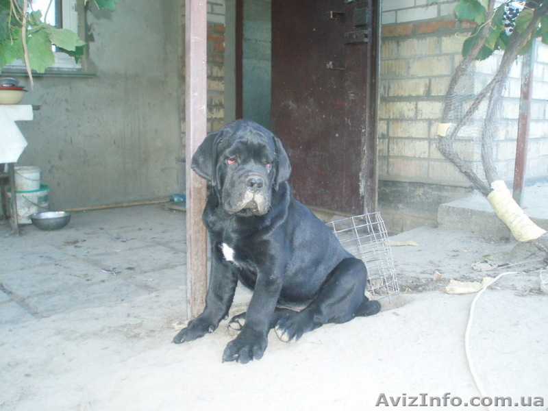 кане-корсо черного окраса щенков  - <ro>Изображение</ro><ru>Изображение</ru> #1, <ru>Объявление</ru> #392087