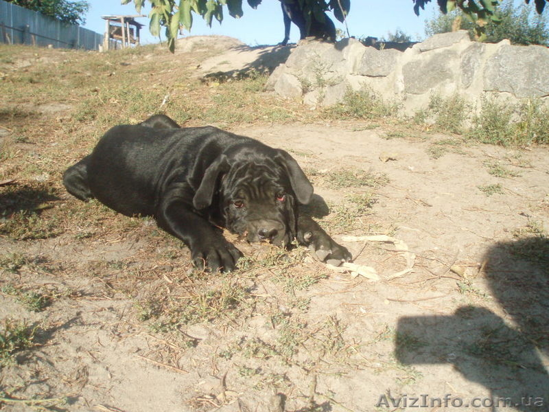 кане-корсо черного окраса щенков  - <ro>Изображение</ro><ru>Изображение</ru> #2, <ru>Объявление</ru> #392087