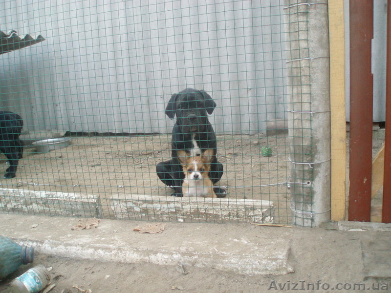 кане-корсо черного окраса щенков  - <ro>Изображение</ro><ru>Изображение</ru> #4, <ru>Объявление</ru> #392087