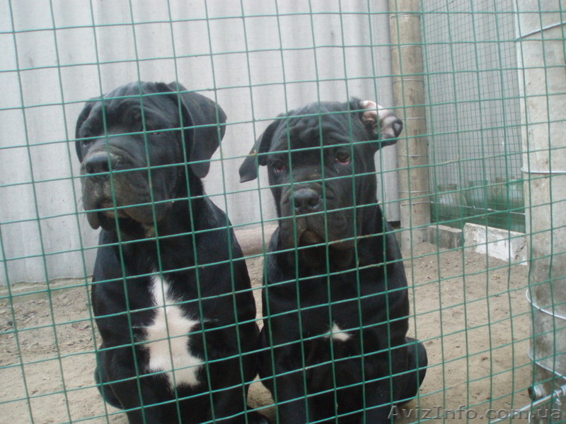кане-корсо черного окраса щенков  - <ro>Изображение</ro><ru>Изображение</ru> #6, <ru>Объявление</ru> #392087