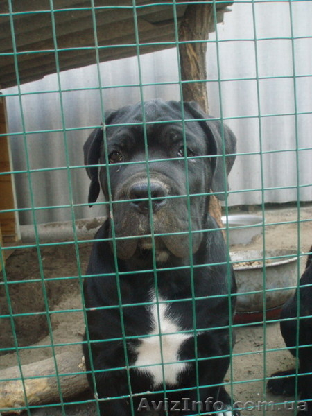 кане-корсо черного окраса щенков  - <ro>Изображение</ro><ru>Изображение</ru> #7, <ru>Объявление</ru> #392087