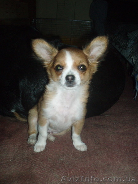 чихуа мальчик длинношерстный - <ro>Изображение</ro><ru>Изображение</ru> #1, <ru>Объявление</ru> #392089