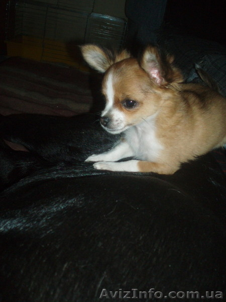 чихуа мальчик длинношерстный - <ro>Изображение</ro><ru>Изображение</ru> #5, <ru>Объявление</ru> #392089