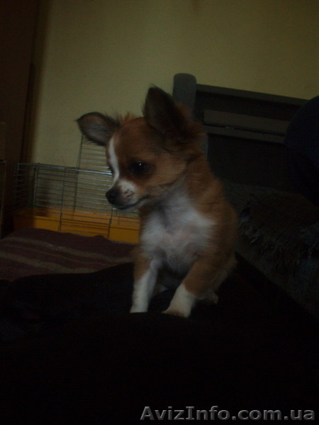 чихуа мальчик длинношерстный - <ro>Изображение</ro><ru>Изображение</ru> #6, <ru>Объявление</ru> #392089