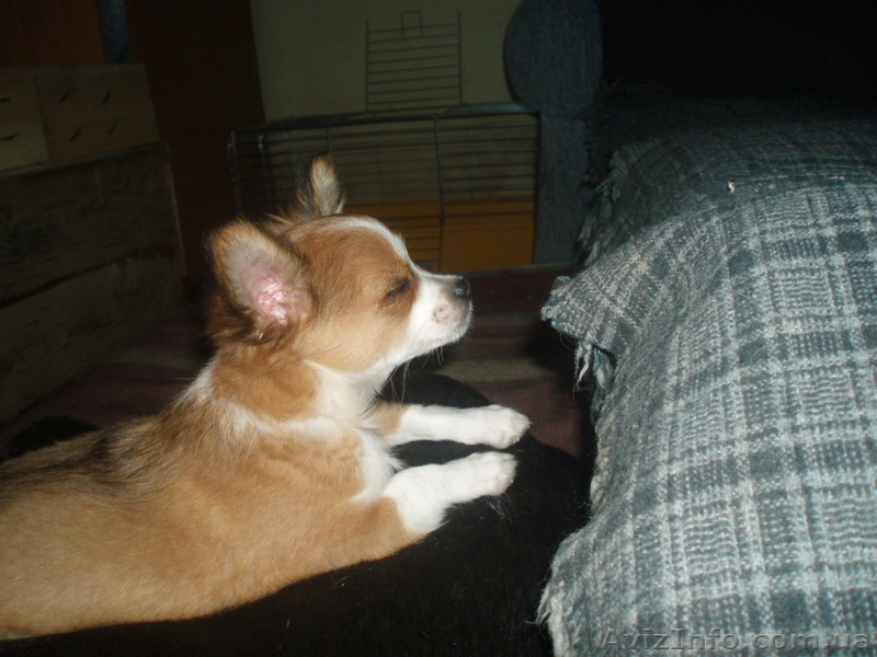 чихуа мальчик длинношерстный - <ro>Изображение</ro><ru>Изображение</ru> #7, <ru>Объявление</ru> #392089