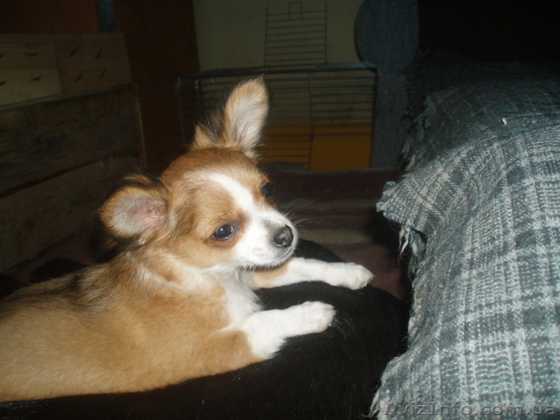 чихуа мальчик длинношерстный - <ro>Изображение</ro><ru>Изображение</ru> #8, <ru>Объявление</ru> #392089