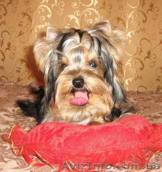 щенки йоркширского терьера, перспективные для выставок, 7 месяцев - <ro>Изображение</ro><ru>Изображение</ru> #5, <ru>Объявление</ru> #382002