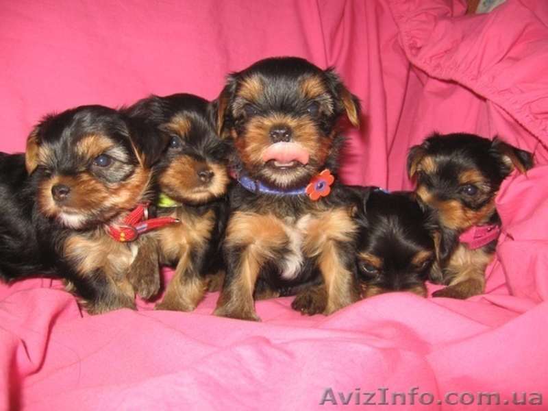 Щенки Йоркширского терьера ищут хозяев - <ro>Изображение</ro><ru>Изображение</ru> #1, <ru>Объявление</ru> #388638