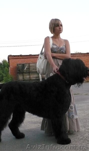 Щенки черного терьера, кобели для вязок - <ro>Изображение</ro><ru>Изображение</ru> #2, <ru>Объявление</ru> #394030