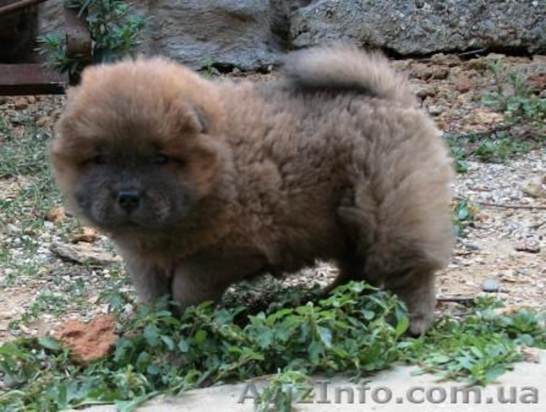 Щенки  Чау-Чау  от титулованных производителей. - <ro>Изображение</ro><ru>Изображение</ru> #3, <ru>Объявление</ru> #365067