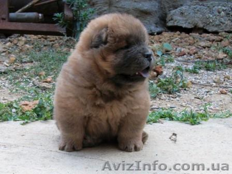 Щенки  Чау-Чау  от титулованных производителей. - <ro>Изображение</ro><ru>Изображение</ru> #4, <ru>Объявление</ru> #365067