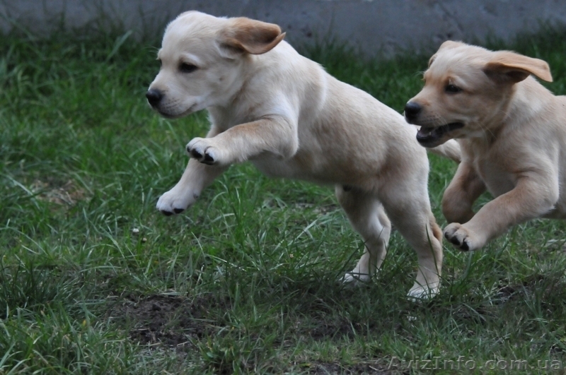 Продаются щенки лабрадора, недорого! - <ro>Изображение</ro><ru>Изображение</ru> #1, <ru>Объявление</ru> #402195