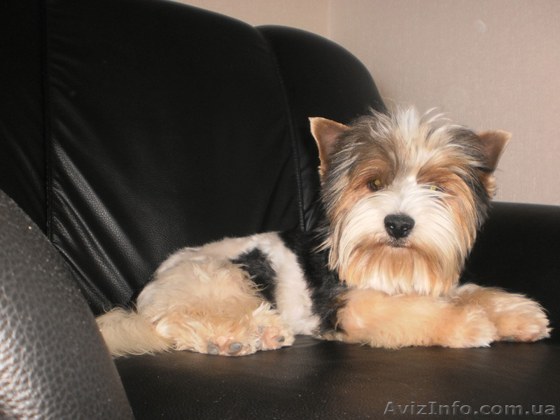 Бивер Йоркширский терьер - <ro>Изображение</ro><ru>Изображение</ru> #2, <ru>Объявление</ru> #404121