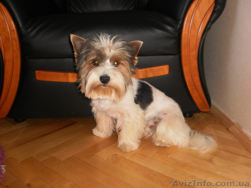 Бивер Йоркширский терьер - <ro>Изображение</ro><ru>Изображение</ru> #3, <ru>Объявление</ru> #404121