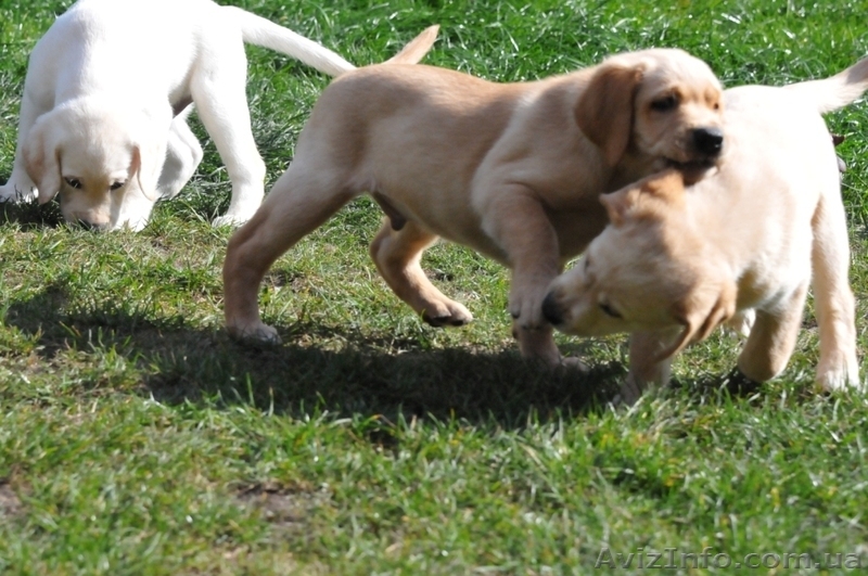 Продаются щенки лабрадора, недорого! - <ro>Изображение</ro><ru>Изображение</ru> #2, <ru>Объявление</ru> #402195