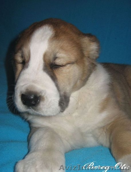 Продажа  щенков СРЕДНЕАЗИАТСКОЙ  ОВЧАРКИ ( АЛАБАЯ) - <ro>Изображение</ro><ru>Изображение</ru> #6, <ru>Объявление</ru> #405593