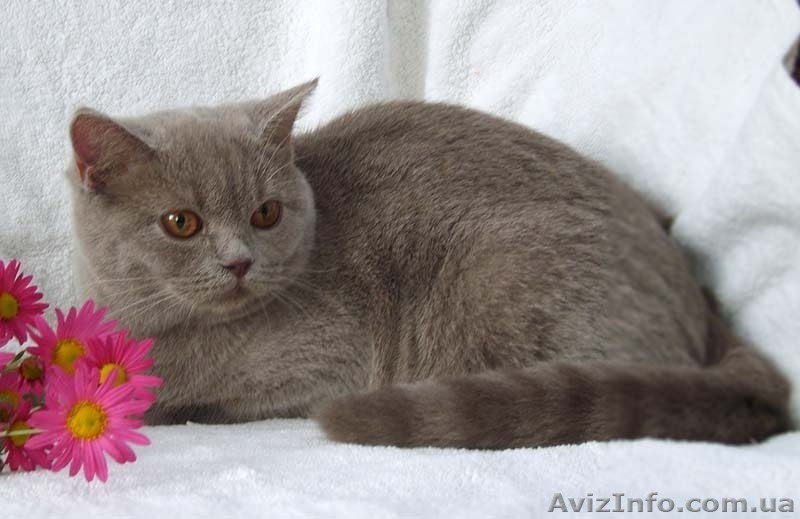 Роскошная лиловая шотландочка - <ro>Изображение</ro><ru>Изображение</ru> #2, <ru>Объявление</ru> #386360