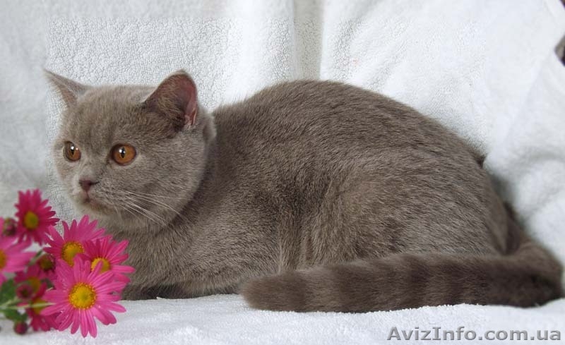 Роскошная лиловая шотландочка - <ro>Изображение</ro><ru>Изображение</ru> #1, <ru>Объявление</ru> #386360