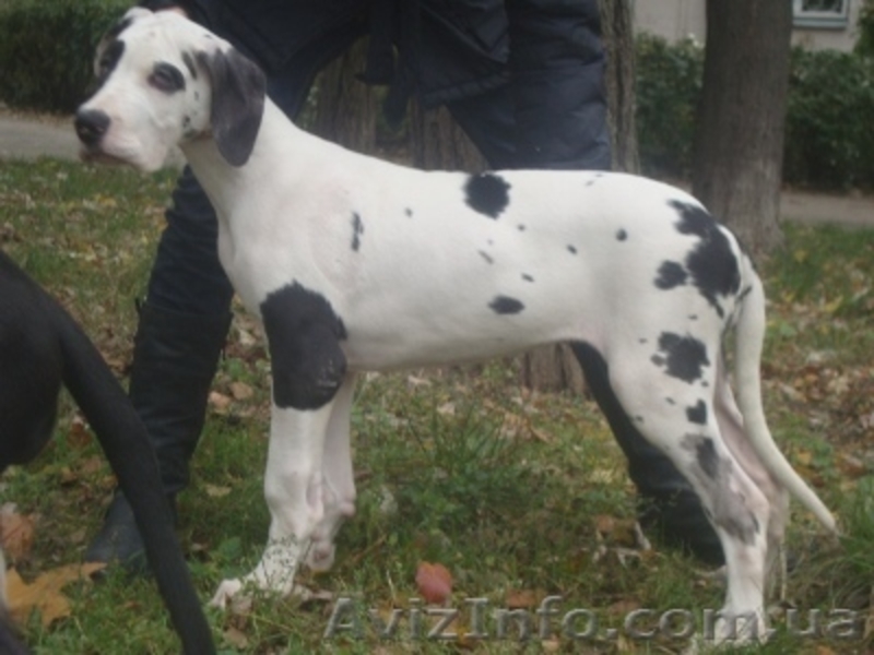 Немецкий дог. Девочки мраморного и плащевого окраса - <ro>Изображение</ro><ru>Изображение</ru> #1, <ru>Объявление</ru> #408947