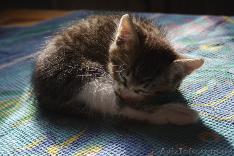 Отдам милых котят в заботливые руки - <ro>Изображение</ro><ru>Изображение</ru> #3, <ru>Объявление</ru> #416362