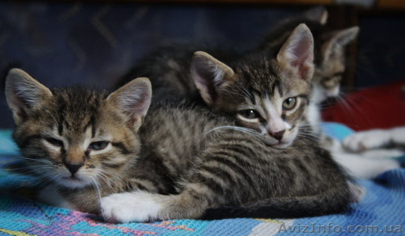 Отдам милых котят в заботливые руки - <ro>Изображение</ro><ru>Изображение</ru> #2, <ru>Объявление</ru> #416362