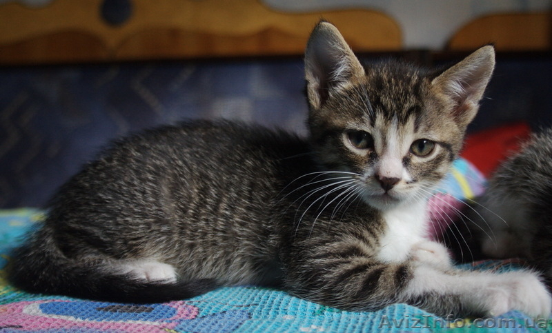 Отдам милых котят в заботливые руки - <ro>Изображение</ro><ru>Изображение</ru> #5, <ru>Объявление</ru> #416362