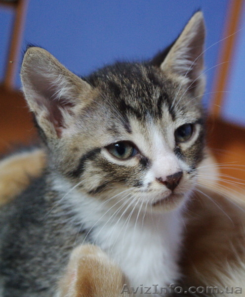 Отдам милых котят в заботливые руки - <ro>Изображение</ro><ru>Изображение</ru> #7, <ru>Объявление</ru> #416362