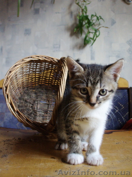 Отдам милых котят в заботливые руки - <ro>Изображение</ro><ru>Изображение</ru> #10, <ru>Объявление</ru> #416362