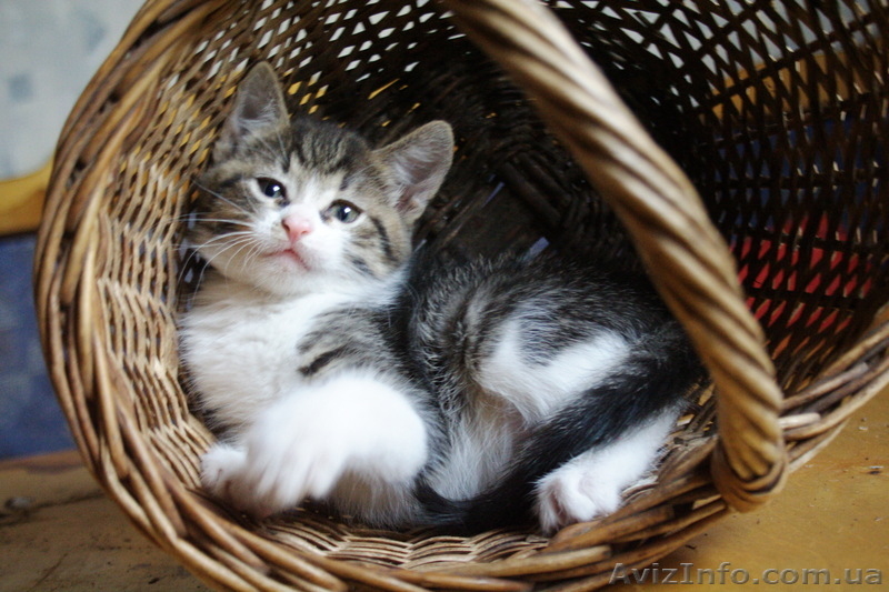 Отдам милых котят в заботливые руки - <ro>Изображение</ro><ru>Изображение</ru> #4, <ru>Объявление</ru> #416362