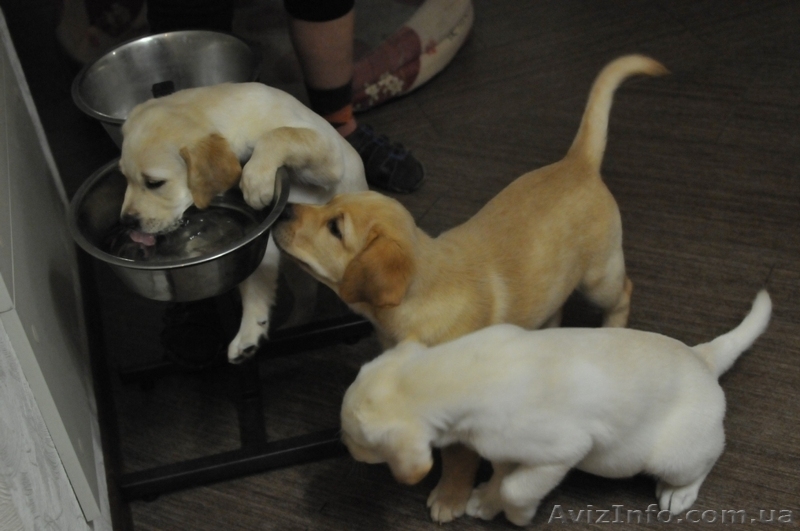Продаются щенки лабрадора, недорого! - <ro>Изображение</ro><ru>Изображение</ru> #3, <ru>Объявление</ru> #402195
