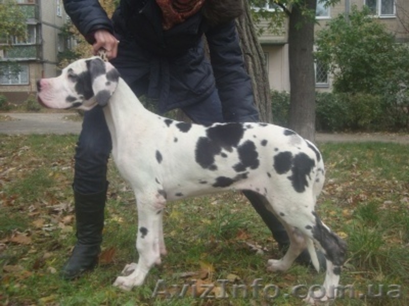 Немецкий дог. Девочки мраморного и плащевого окраса - <ro>Изображение</ro><ru>Изображение</ru> #2, <ru>Объявление</ru> #408947