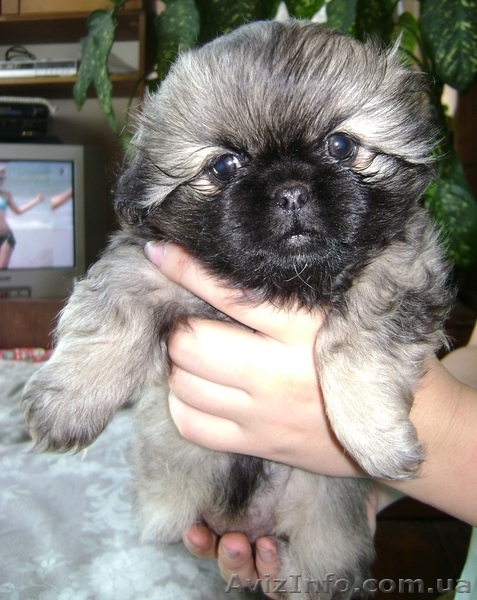 продам щенков пекинеса 2,5 мес. - <ro>Изображение</ro><ru>Изображение</ru> #3, <ru>Объявление</ru> #396480