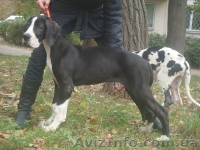 Щенки Немецкого дога - <ro>Изображение</ro><ru>Изображение</ru> #2, <ru>Объявление</ru> #420296