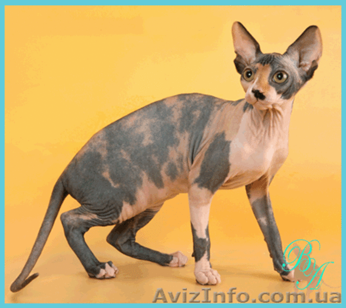 Питомник канадских сфинксов предлагает котят - <ro>Изображение</ro><ru>Изображение</ru> #1, <ru>Объявление</ru> #342459