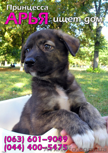 Красавица Арья, метис овчарки, ищет семью - <ro>Изображение</ro><ru>Изображение</ru> #1, <ru>Объявление</ru> #396219