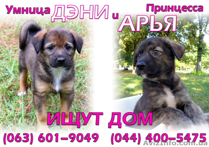 Умница Дэни мечтает о доме - <ro>Изображение</ro><ru>Изображение</ru> #3, <ru>Объявление</ru> #396220