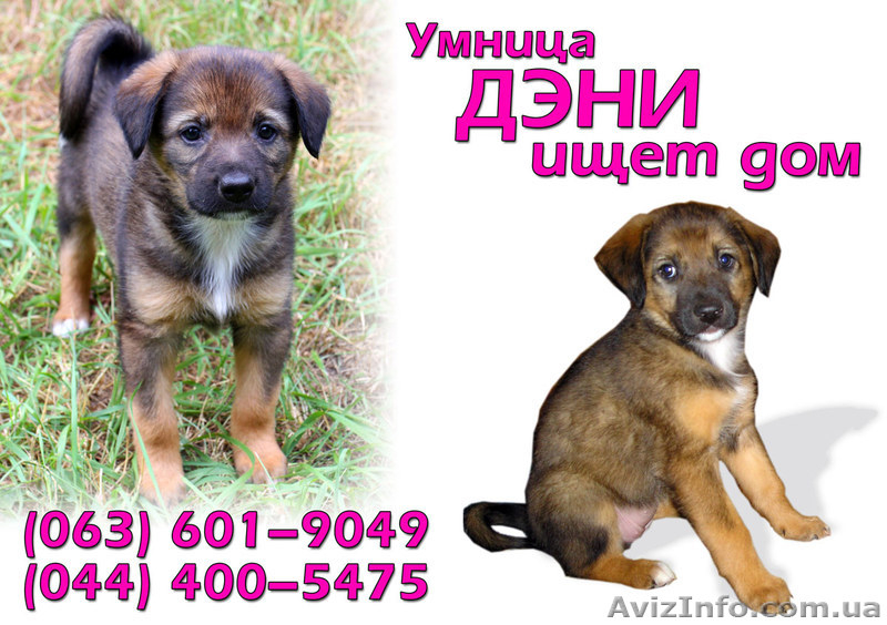 Умница Дэни мечтает о доме - <ro>Изображение</ro><ru>Изображение</ru> #1, <ru>Объявление</ru> #396220