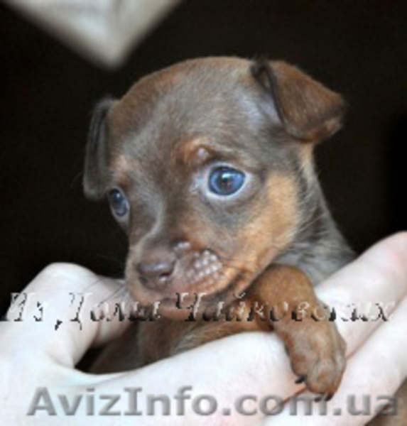 куражные щенки русского тоя - <ro>Изображение</ro><ru>Изображение</ru> #2, <ru>Объявление</ru> #403789