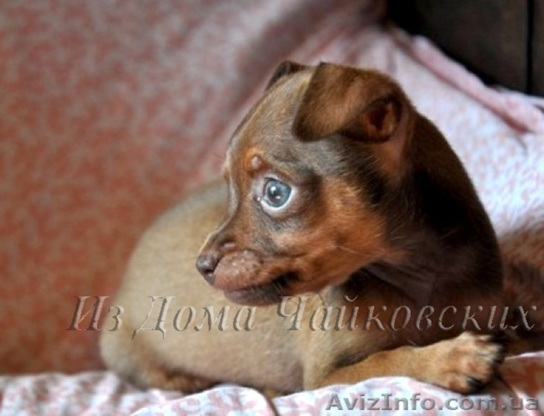 куражные щенки русского тоя - <ro>Изображение</ro><ru>Изображение</ru> #3, <ru>Объявление</ru> #403789