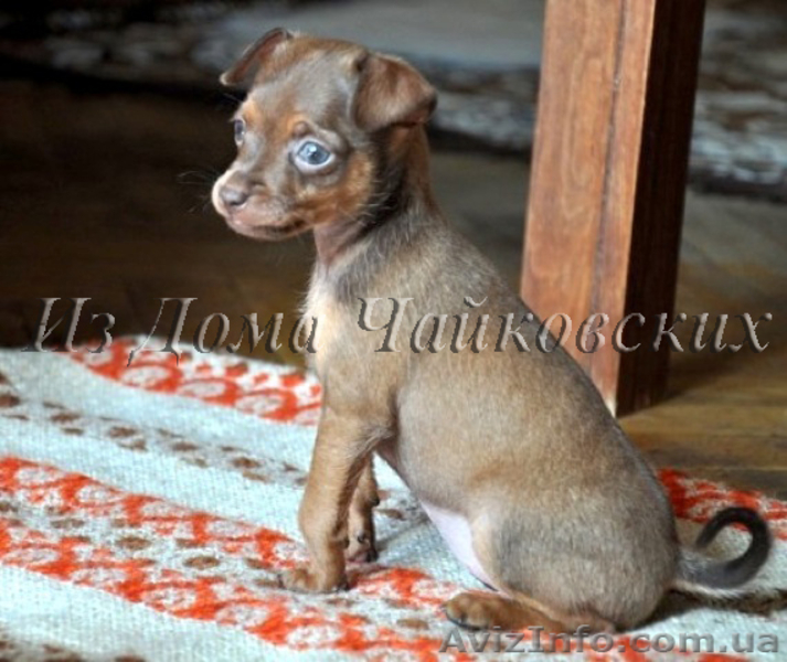 куражные щенки русского тоя - <ro>Изображение</ro><ru>Изображение</ru> #4, <ru>Объявление</ru> #403789