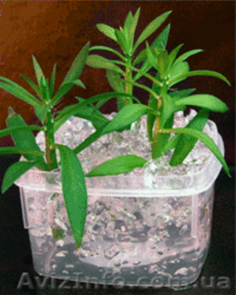 Аграрный гидрогель - <ro>Изображение</ro><ru>Изображение</ru> #4, <ru>Объявление</ru> #400193